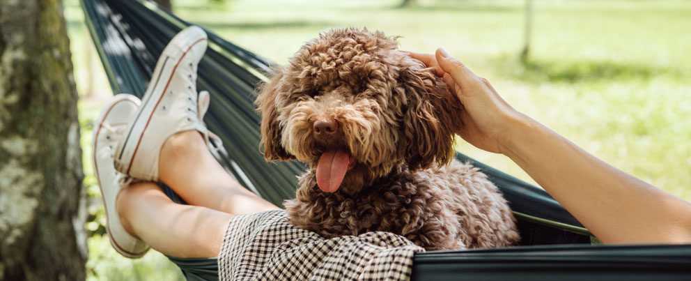 Golden doodle-hund i hengekøye