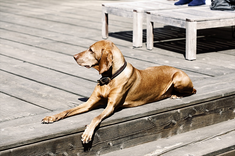 En hund ligger på en terasse